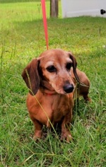 Dachshund Dogs for adoption in Canton, CT, USA