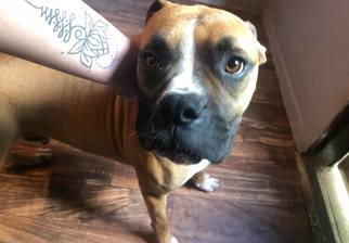Boxer Dogs for adoption in greer, SC, USA
