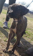 Mutt Dogs for adoption in Tuttle, OK, USA