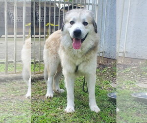 Great Pyrenees-Unknown Mix Dogs for adoption in Houston, TX, USA