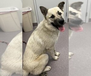 Anatolian Shepherd-Great Pyrenees Mix Dogs for adoption in Tracy, CA, USA