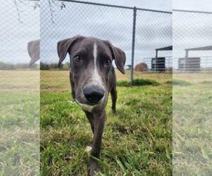 Labmaraner Dogs for adoption in Oakhurst, NJ, USA