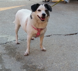 Beagle-Unknown Mix Dogs for adoption in Jefferson, LA, USA