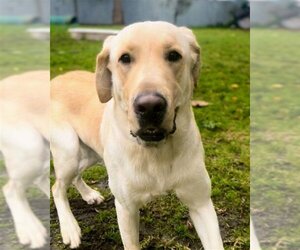 Labrador Retriever Dogs for adoption in Petaluma, CA, USA