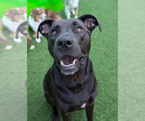Labrador Retriever Dogs for adoption in Holly Springs, NC, USA
