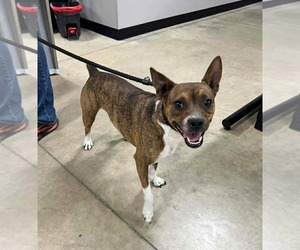 Mutt Dogs for adoption in Pierceton , IN, USA