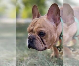 French Bulldog Dogs for adoption in Crystal , MN, USA