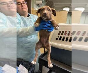 Border Collie-Unknown Mix Dogs for adoption in Stockton, CA, USA