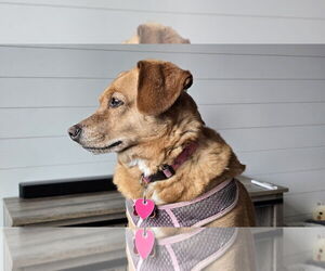 Beagle-Unknown Mix Dogs for adoption in Farmington, MN, USA