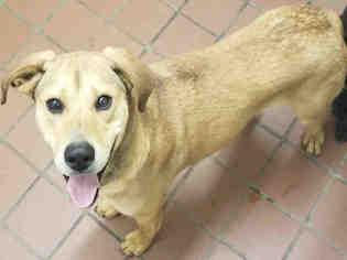 Labrador Retriever-Unknown Mix Dogs for adoption in Waynesville, NC, USA