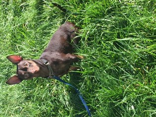 Doxie-Pin Dogs for adoption in VACAVILLE, CA, USA