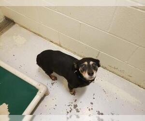 Chiweenie Dogs for adoption in Mt. Gilead, OH, USA