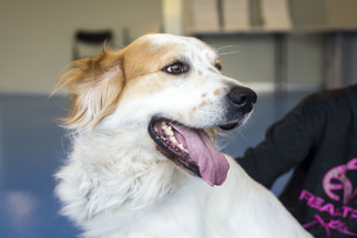 Great Pyrenees-Unknown Mix Dogs for adoption in Silver Spring, MD, USA