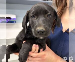Labrador Retriever-Unknown Mix Dogs for adoption in Washington, DC, USA