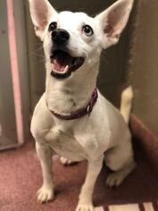 Jack Russell Terrier Dogs for adoption in Asheville, NC, USA