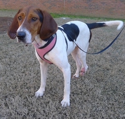 American Foxhound Dogs for adoption in Helena, AL, USA