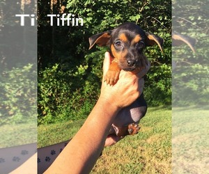 Miniature Pinscher Dogs for adoption in Newport, KY, USA