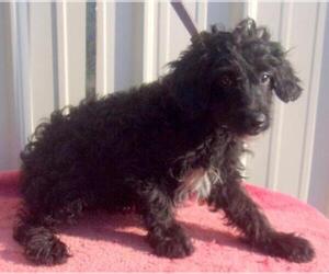 Aussiedoodle Miniature  Dogs for adoption in Mountain View, MO, USA