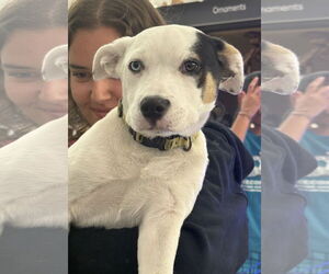 Huskies -Unknown Mix Dogs for adoption in Royal Palm Beach, FL, USA