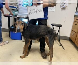 Black and Tan Coonhound Dogs for adoption in Lacombe, LA, USA