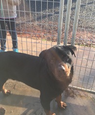 Rottweiler Dogs for adoption in Albemarle, NC, USA