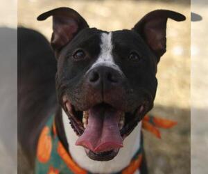 American Staffordshire Terrier-Unknown Mix Dogs for adoption in San Antonio, TX, USA