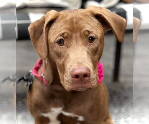 American Pit Bull Terrier-Vizsla Mix Dogs for adoption in Newcastle, OK, USA