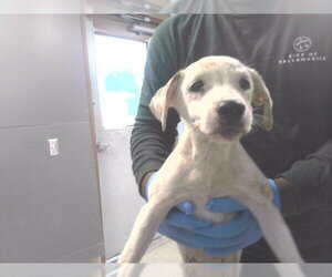 Rat Terrier-Unknown Mix Dogs for adoption in Tallahassee, FL, USA