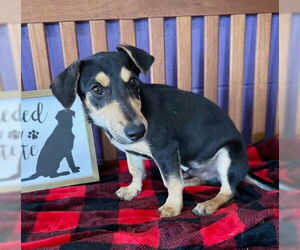Doxie-Pin Dogs for adoption in Genesee, WI, USA