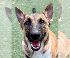 Akita-Unknown Mix Dogs for adoption in Woodland, CA, USA