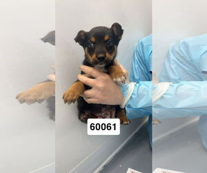 Mutt Dogs for adoption in Chico, CA, USA