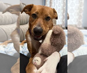 Labrador Retriever-Unknown Mix Dogs for adoption in Oakhurst, NJ, USA