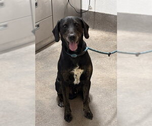 Plott Hound-Unknown Mix Dogs for adoption in Forestville, MD, USA