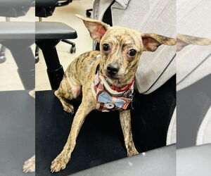Chihuahua-Unknown Mix Dogs for adoption in Mundelein, IL, USA