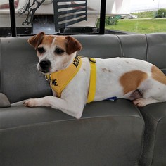 Jack Russell Terrier Dogs for adoption in Bealeton, VA, USA