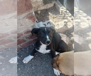 Mutt Dogs for adoption in San Antonio, TX, USA