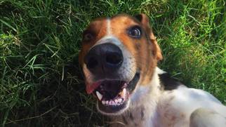 Treeing Walker Coonhound Dogs for adoption in Tulsa, OK, USA