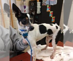 Rat Terrier Dogs for adoption in Holly Springs, NC, USA