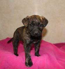 Dachshund-Unknown Mix Dogs for adoption in Sylmar, CA, USA