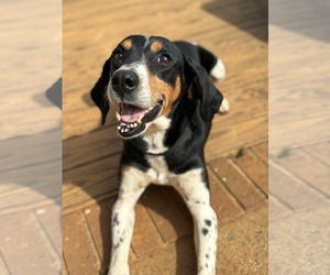 Black and Tan Coonhound-Unknown Mix Dogs for adoption in Holly Springs, NC, USA