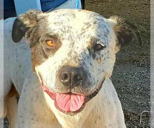 American Staffordshire Terrier-Pointer Mix Dogs for adoption in Lake Forest, CA, USA