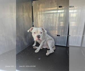 American Staffordshire Terrier-Boxer Mix Dogs for adoption in San Antonio, TX, USA