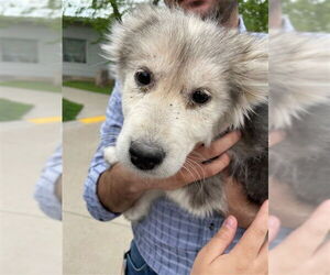 Huskies -Unknown Mix Dogs for adoption in Waco, TX, USA