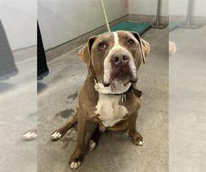 American Pit Bull Terrier Dogs for adoption in Camarillo, CA, USA