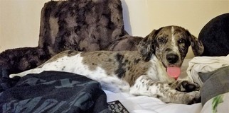 Basset Hound-Unknown Mix Dogs for adoption in Eldora, IA, USA