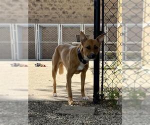 German Shepherd Dog-Unknown Mix Dogs for adoption in Aurora, IL, USA