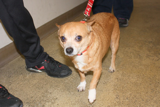 Chihuahua Dogs for adoption in Salem, MA, USA