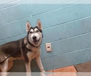Siberian Husky-Unknown Mix Dogs for adoption in Downey, CA, USA