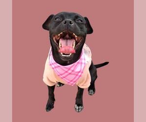 Chihuahua-Unknown Mix Dogs for adoption in Bakersfield, CA, USA