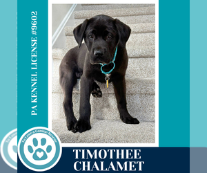 Labrador Retriever-Unknown Mix Dogs for adoption in Kimberton, PA, USA